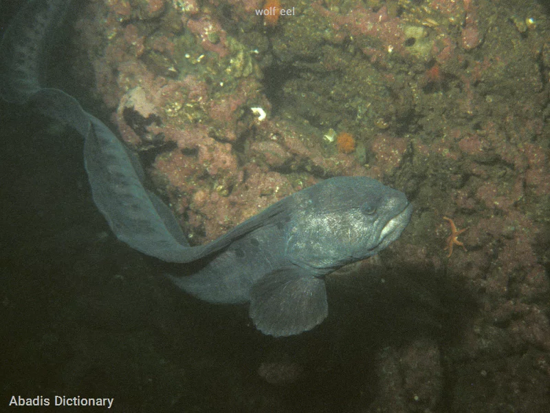 wolf eel